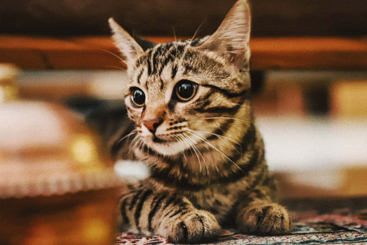 Котик і дитина в одному домі » Eva Blog